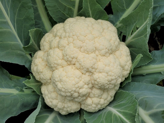 CAULIFLOWER