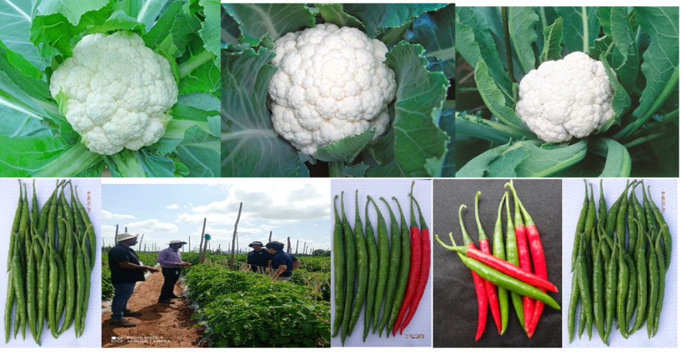 aasmaseedindia