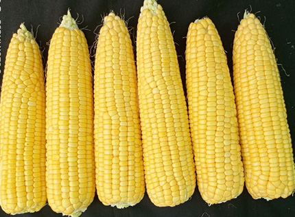 SWEET CORN