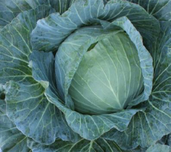 ASCPLCB-111 cabbage