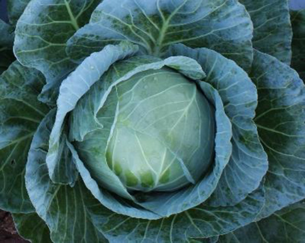ASPLCB-112 cabbage-112