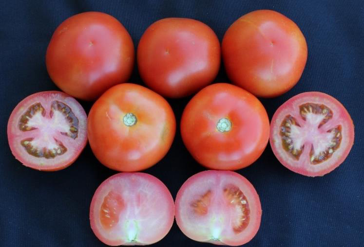 ASPLTO-101 tomato seeds new