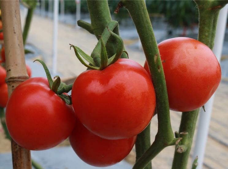 ASPLTO-102 tomato seeds