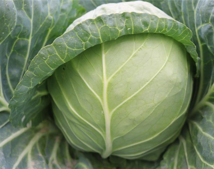 cabbage---ASPLCB